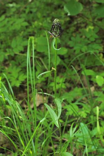 Black Rampion