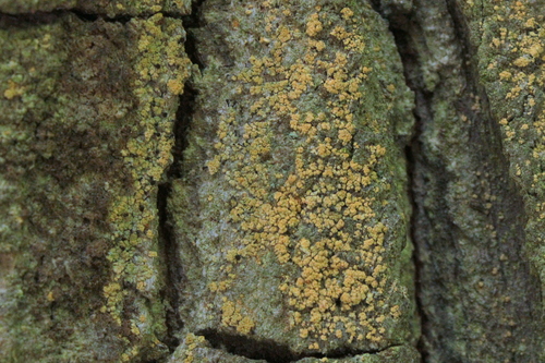 Chaenotheca ferruginea