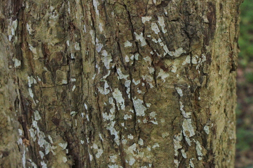 Dendrothele acerina