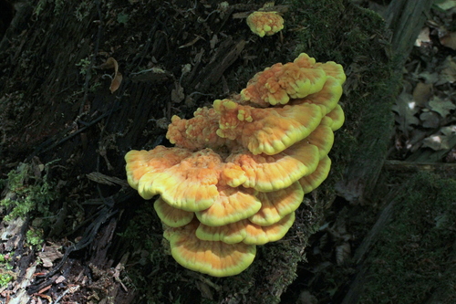 chicken of the woods
