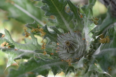 Cirsium occidentale occidentale