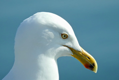 Larus argentatus