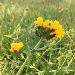 Amsinckia spectabilis