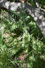 Cirsium occidentale occidentale