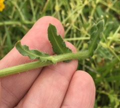 Amsinckia spectabilis