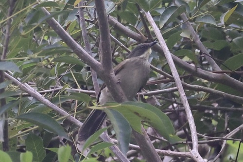 Pale-throated Greenbul (Atimastillas flavigula), photo 8