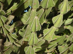 Euphorbia cooperi