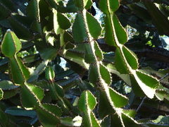 Euphorbia cooperi