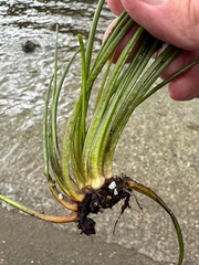 Isoetes lacustris, photograph (c) Terry Instone, some rights reserved (CC BY)