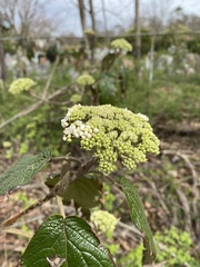 Viburnum rhytidophyllum