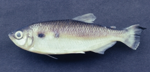 Mourning tetra (Brycon pesu) — Bryconidae — 2