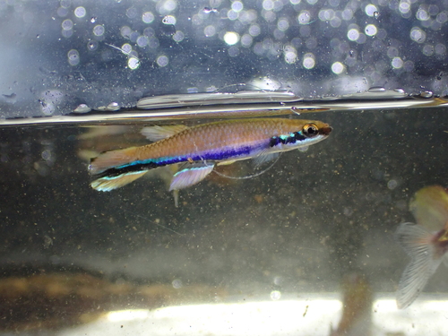 Green-banded rivulus (Laimosemion xiphidius) — Rivulidae