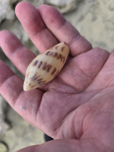 Amoria maculata observed 2026-05-14