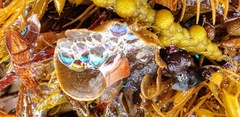 Lobophora variegata