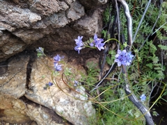 Gilia achilleifolia
