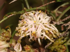 Serruria inconspicua