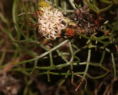 Serruria inconspicua