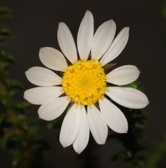 Polyarrhena reflexa reflexa