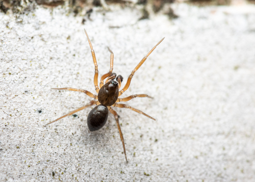 Sisicottus montanus