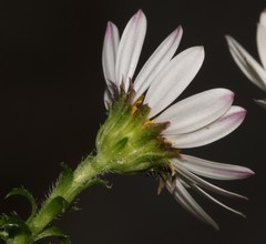 Polyarrhena reflexa reflexa