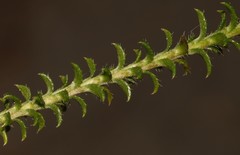 Polyarrhena reflexa reflexa