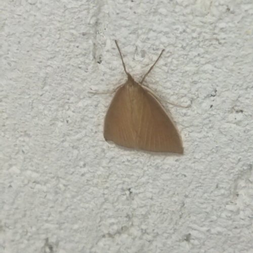 Thatch Pearl