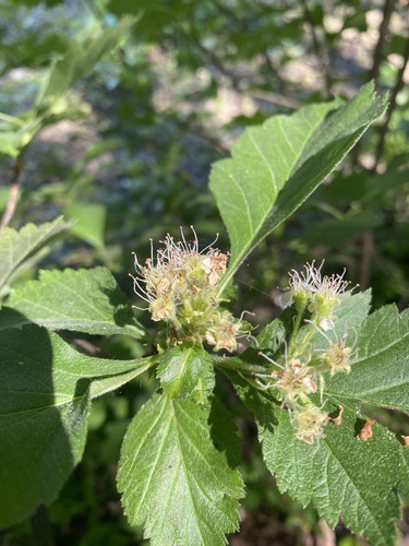 Crataegus maximowiczii, photograph 6