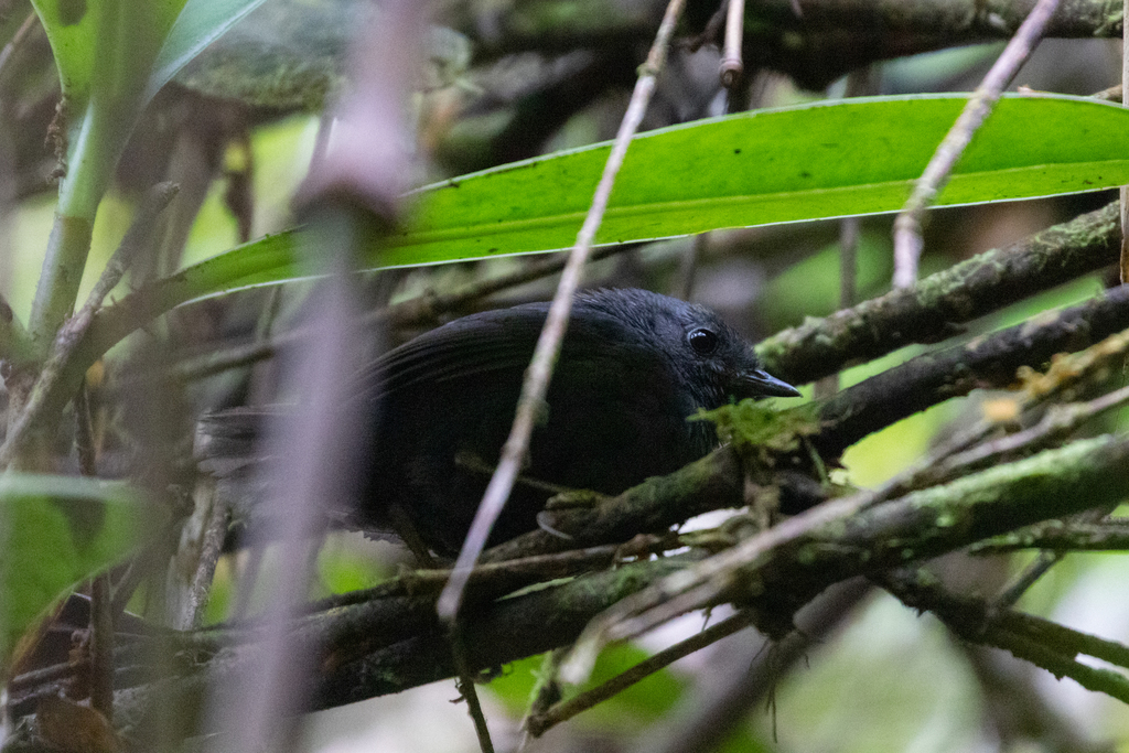 Tschudi's Tapaculo