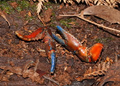Euastacus woiwuru