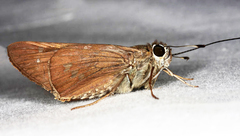 Calpodes ethlius