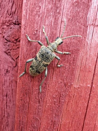 Blackspotted Longhorn Beetle