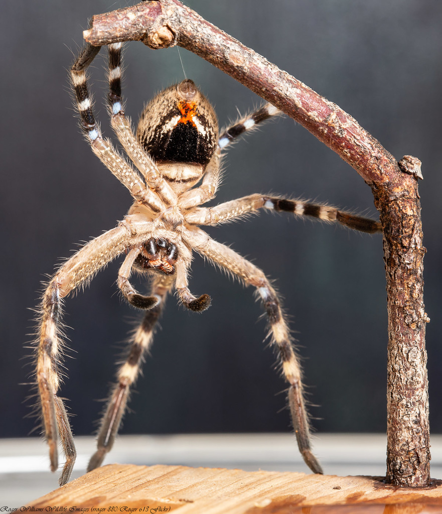 Deleninae