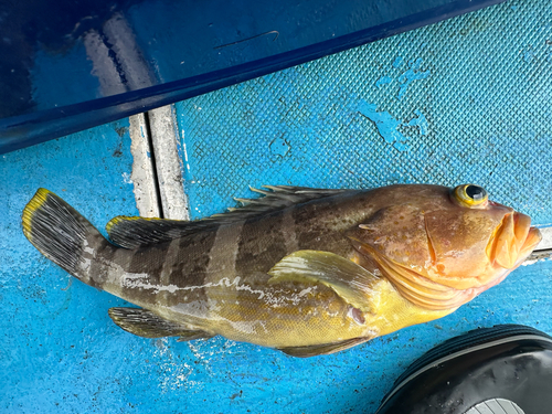 Banded grouper (Epinephelus awoara) — Serranidae