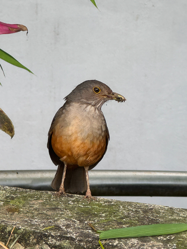 Rufous-bellied Thrush
