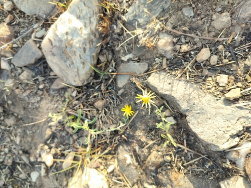 Vicoa indica, 2026-05-14