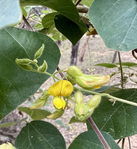 Rhynchosia caribaea observed 2026-05-22