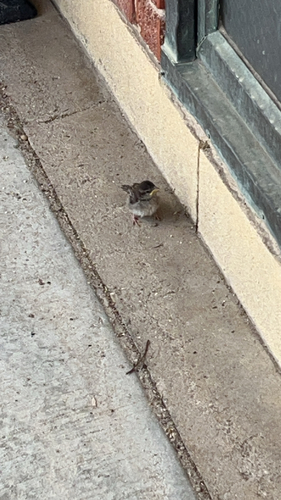 House Sparrow