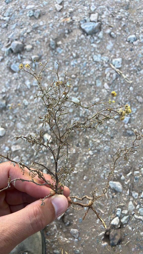 stinknet from Second Ave, Blythe, CA, US on May 22, 2026 at 06:24 AM by ...