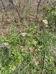 Viburnum rhytidophyllum