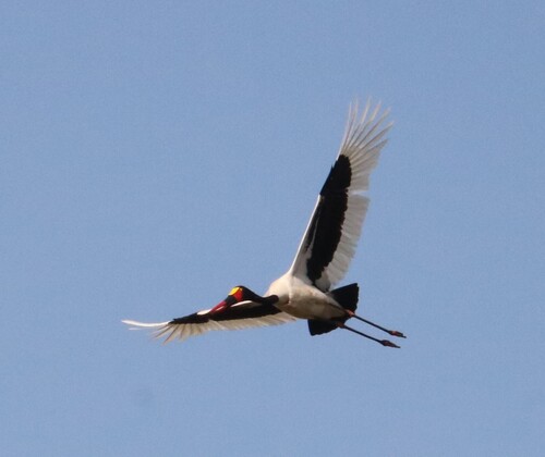 iNaturalist image