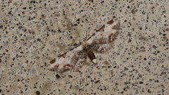 Eupithecia ravocostaliata