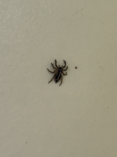 Pantropical Jumping Spider