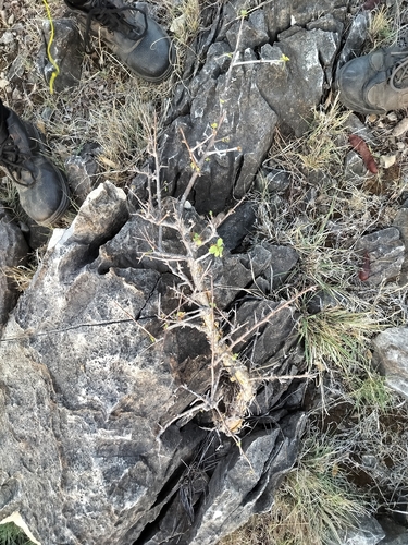 Indian bdellium-tree