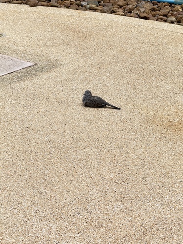 Zebra Dove