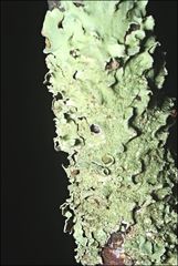 Flavoparmelia rutidota