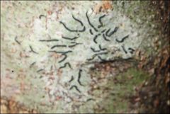 Halegrapha mucronata