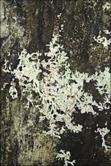 Hypogymnia subphysodes