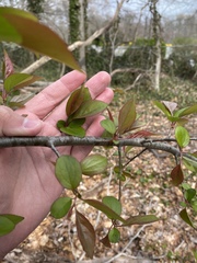 Prunus virginiana virginiana