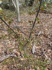 Prunus virginiana virginiana