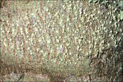 Phlyctis subuncinata